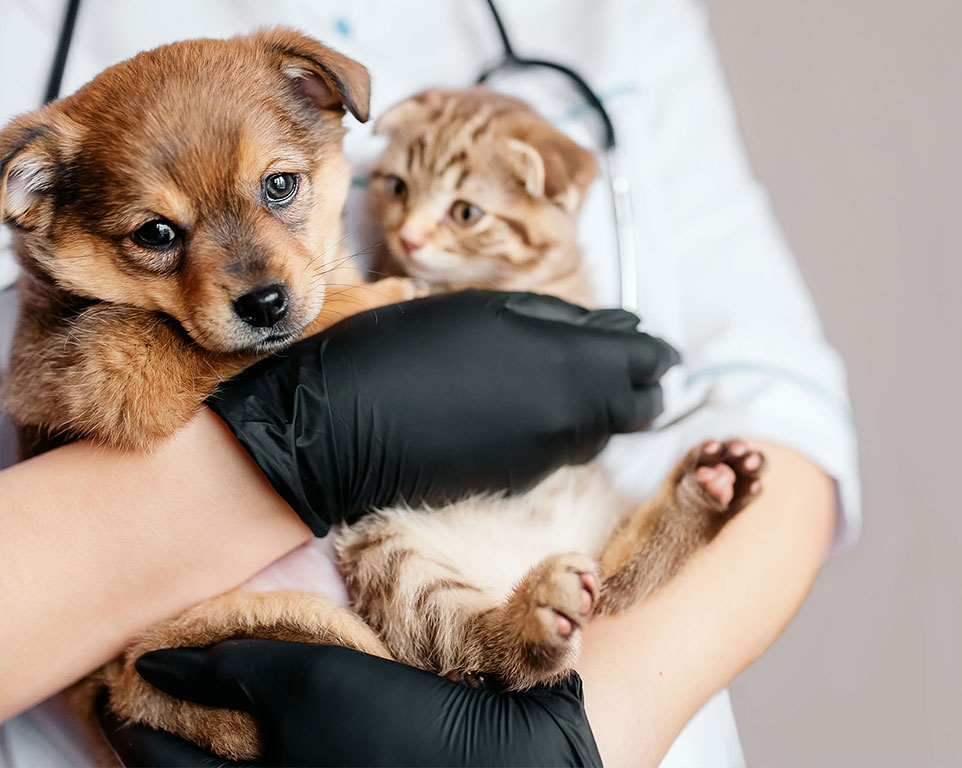 Laboratori veterinario Messina