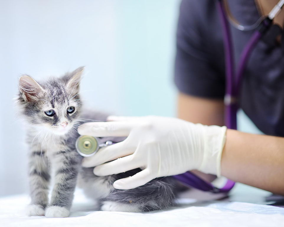 Esami di Routine animali messina